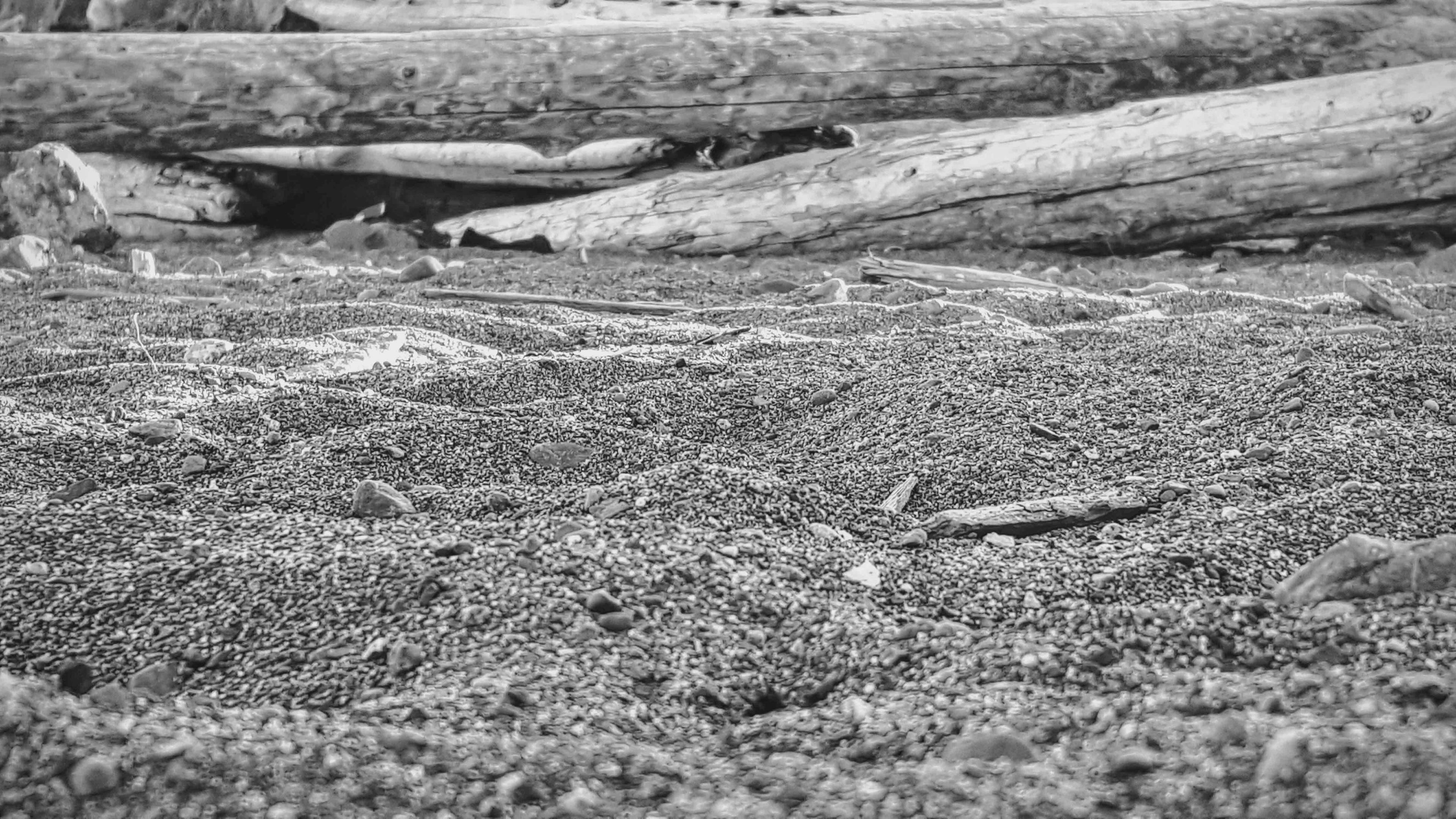 Logs at the beach