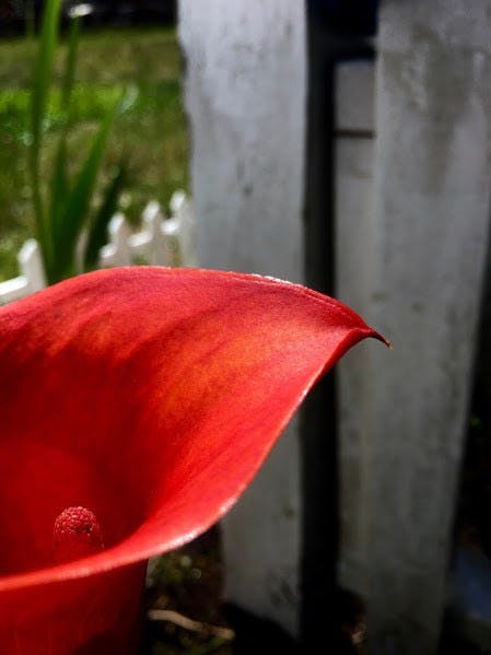 A picture of a red calla lily
