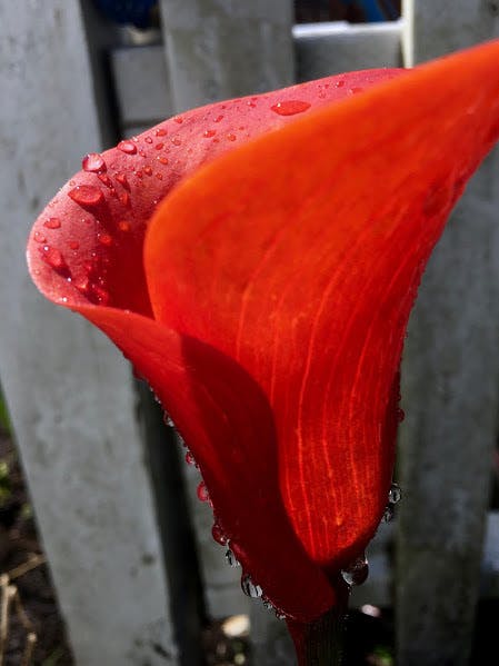 A picture of a red calla lily